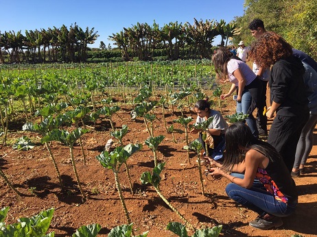 Estudantes aprendem sobre o cultivo orgânico de hortaliças